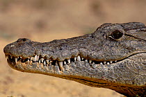 Nile crocodile jaw closed {Crocodylus niloticus} C Kenya