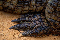 Nile crocodile rear foot {Crocodylus niloticus}  Kenya