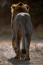Asiatic lion male walking away {Panthera leo persica} Gir NP, Gujarat, India