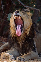 Asiatic lion male yawning {Panthera leo persica} Gir NP, Gujarat, India