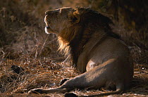 Asiatic lion male sneezing {Panthera leo persica} Gir NP, Gujarat, India