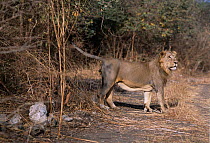 Asiatic lion male spraying bushes {Panthera leo persica} to mark territory. Gir NP, Gujarat, India