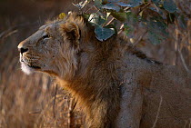 Asiatic lion male {Panthera leo persica} Gir NP, Gujarat, India