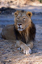 Asiatic lion male lying down {Panthera leo persica} Gir NP, Gujarat, India