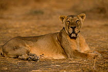 Asiatic lion female resting lieing down {Panthera leo persica} Gir NP, Gujarat, India