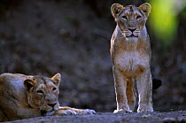 Asiatic lion cub {Panthera leo persica} Gir NP, Gujarat, India
