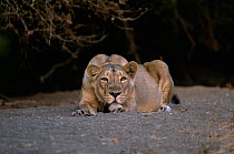 Asiatic lion female resting {Panthera leo persica} Gir NP, Gujarat, India