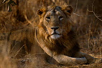 Asiatic lion male portrait {Panthera leo persica} Gir NP, Gujarat, India