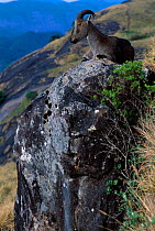 Nilgiri tahr resting on rock in landscape {Hemitragus hylocrius} Eravikulam NP, Kerala, India