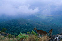 Nilgiri tahr with young in mountain landscape {Hemitragus hylocrius} Eravikulam NP, Kerala, India