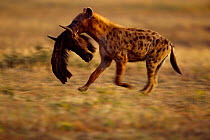 Spotted hyaena {Crocuta crocuta} carries Wildebeest head Masai Mara GR, Kenya