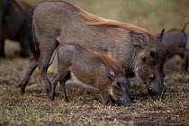 Warthog and young foraging {Phacochoerus aethiopicus} Masai Mara GR, Kenya