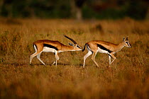 Thomson's gazelle male sniffing female to test if she is in oestrus {Gazella thomsoni} Masai Mara GR, Kenya