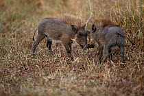 Young Warthogs greeting {Phacochoerus aethiopicus} Masai Mara, Kenya