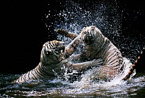 White Bengal tigers play fighting in water {Panthera tigris}  India