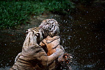 White Bengal tigers play fighting in water {Panthera tigris} India