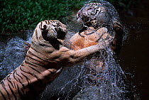 White Tigers play fighting in water {Panthera tigris}  captive, India