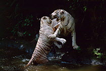 White Tigers play fighting in water {Panthera tigris}  India