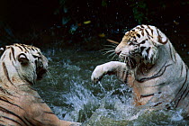 White Tigers play fighting in water {Panthera tigris} C India