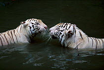 Two White Tigers greeting in water {Panthera tigris} India