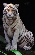 White Tiger sitting portrait {Panthera tigris}  India