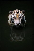 White Tiger head portrait reflected in water {Panthera tigris} captive,  India