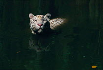 White Tiger cooling in water {Panthera tigris} India