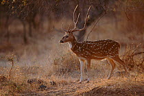 Chital / Spotted deer stag {Axis axis} Gir NP, Gujarat, India