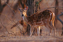 Chital / Spotted deer female {Axis axis} Gir NP, Gujarat, India