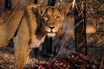 Asiatic lion at Chital deer kill {Panthera leo persica} Gir NP, Gujarat, India