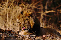 Asiatic lion male licking paw {Panthera leo persica} Gir NP, Gujarat, India