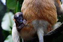 Young Proboscis monkey peeping out from behind mother {Nasalis larvatus}
