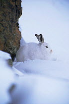 Mountain hare in winter coat in snow {Lepus timidus} Stelvio NP Central Alps, Europe