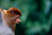 Proboscis monkey portrait {Nasalis larvatus}