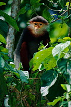 Douc langur monkey in tree {Pygathrix nemaeus}