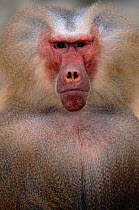 Hamadryas baboon face portrait {Papio hamadryas}