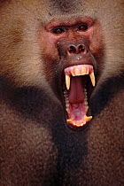 Hamadryas baboon male threat display {Papio hamadryas} baring teeth