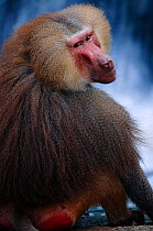 Hamadryas baboon portrait {Papio hamadryas}