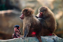 Hamadryas baboons grooming with young chewing stick {Papio hamadryas}