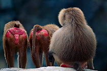 Hamadryas baboons display red bottoms {Papio hamadryas} C