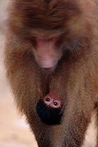 Hamadryas baboon carrying baby {Papio hamadryas}