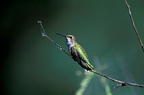 Black chinned hummingbird female {Archilochus alexandri} Arizona, US