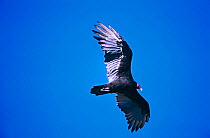 Turkey vulture in flight {Cathartes aura} Arizona, USA, North America