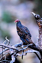 Turkey vulture perched {Cathartes aura} Arizona, USA Carr Canyon