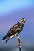 Swainson's hawk {Buteo swainsonii} Arizona, USA, North America