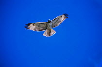 Red tailed hawk juvenile soaring in flight {Buteo jamaicensis} Arizona, USA, North America