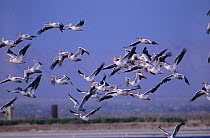 Flock of American white pelican {Pelecanus erythrorhynchos} in flight over coast, California, USA