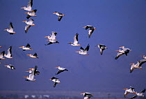 American white pelican flock flying {Pelecanus erythrorhynchos} California, USA. Salton Sea NWR