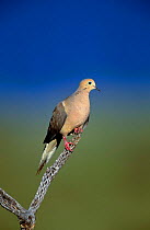 Mourning dove {Zenaida macroura} Arizona, USA Green valley