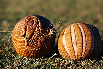 Brazilian three banded armadillos rolled up in defensive ball {Tolypeutes tricinctus} - head and back view. Articulated tough skin in hinged bands allow flexibility